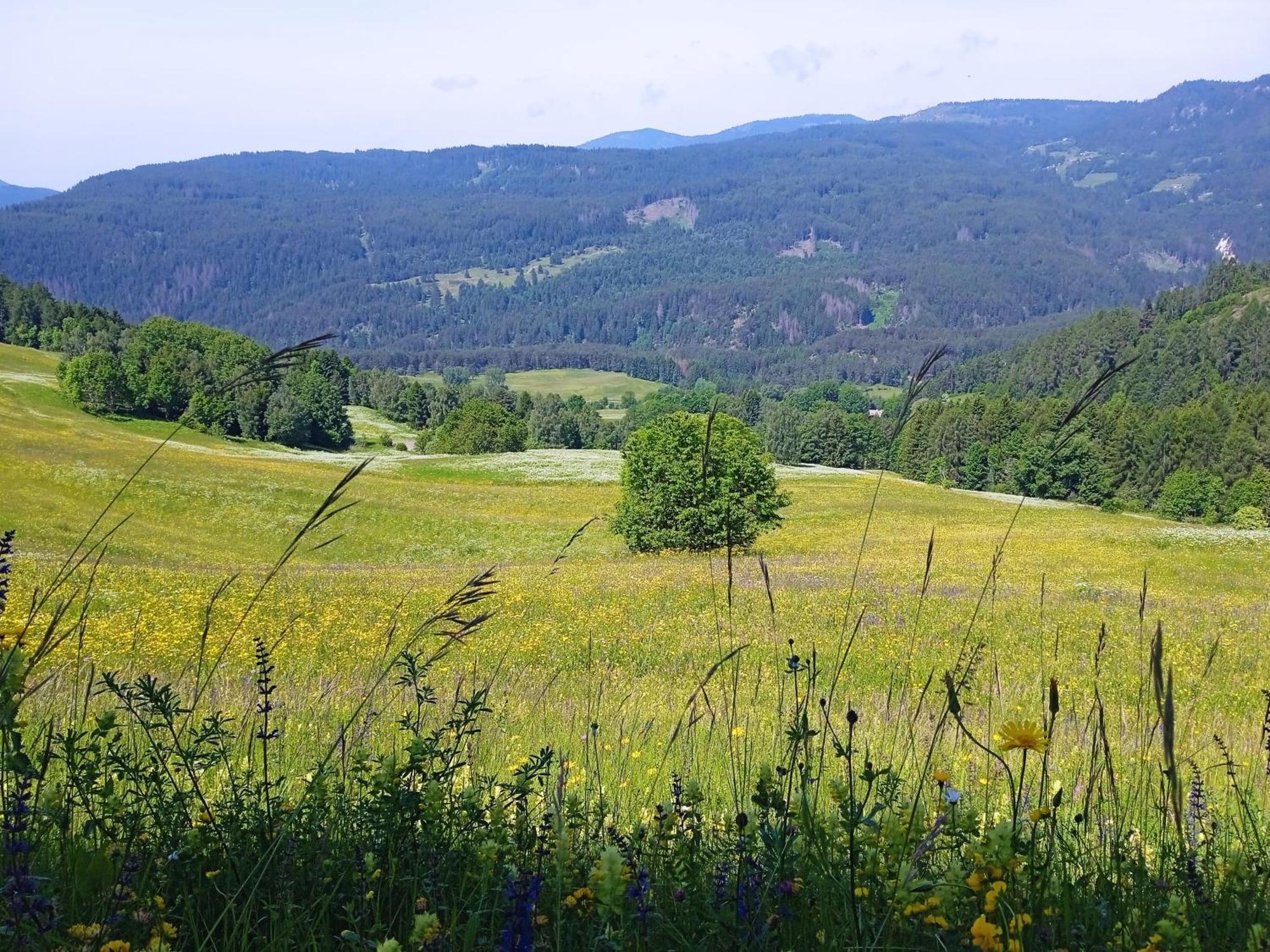 Appartamento Tiziana Val Di Fiemme Carano  Extérieur photo